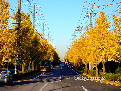 浦安のガイド　浦安紅葉ガイド